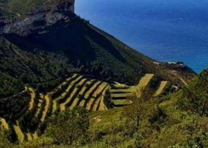 Calypso * Cassis