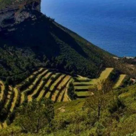 Calypso * Cassis